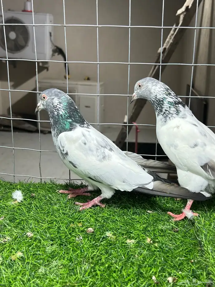 حمام باكستاني بتيرا وكمنقر 8