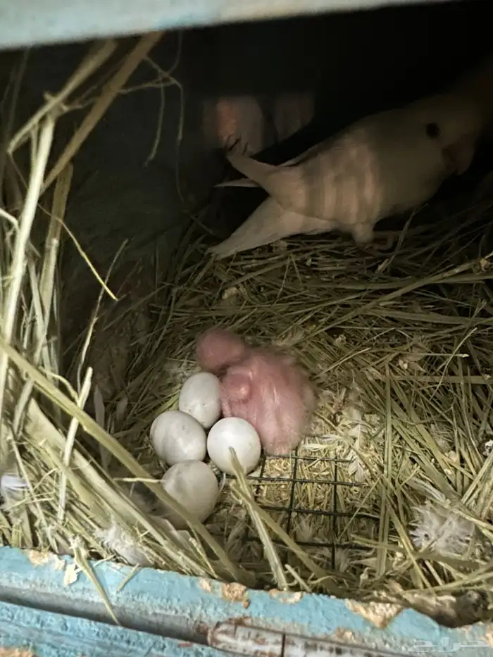 ازواج روز البينو بالانتاج 7