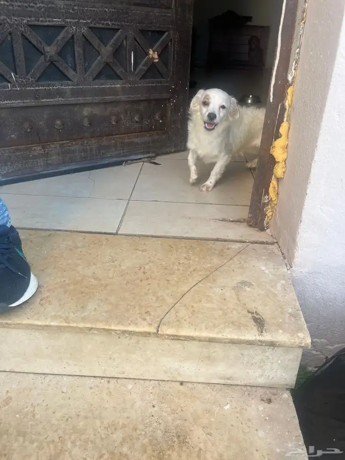 كلاب مالتيز 9