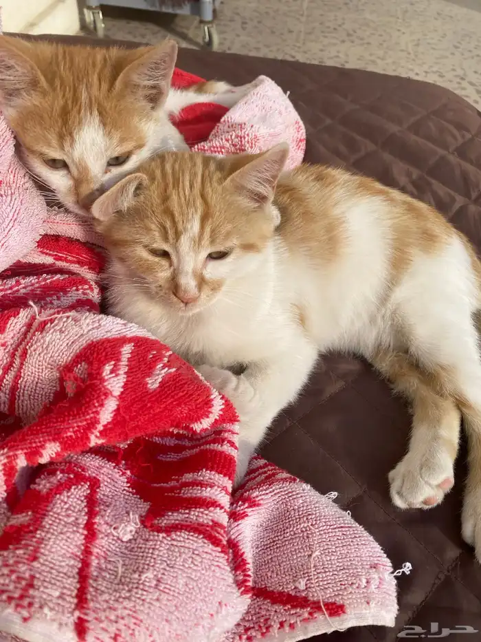 قطط ( تبني ) 3