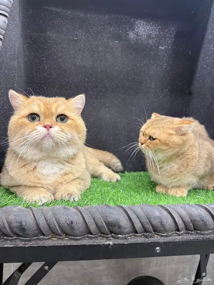 بيع كتن سكوتش فولد ستريت صور الام والاب موجودة 3