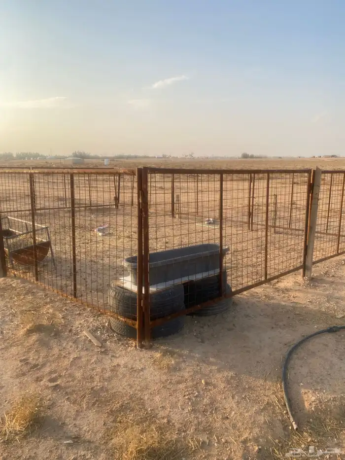 درف الإبل للبيع 0