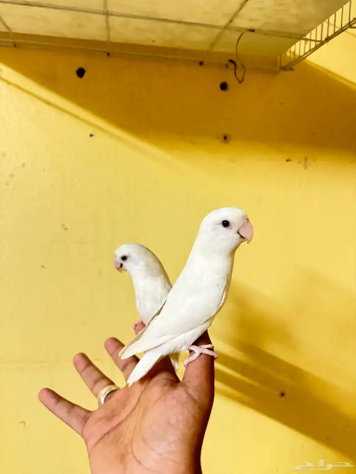 روز البينو عيون حمر 0