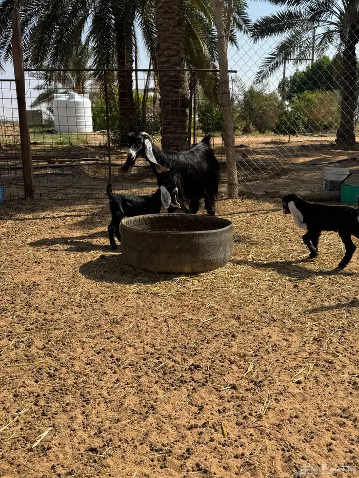 عنز عارضية 6