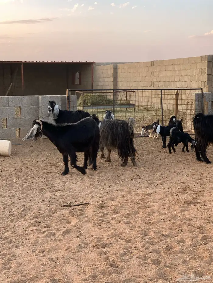 معزاء ولد عدد 10 معها 17 3