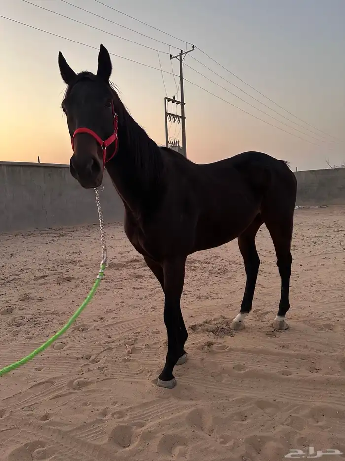 حصان ركوب وطرب 1