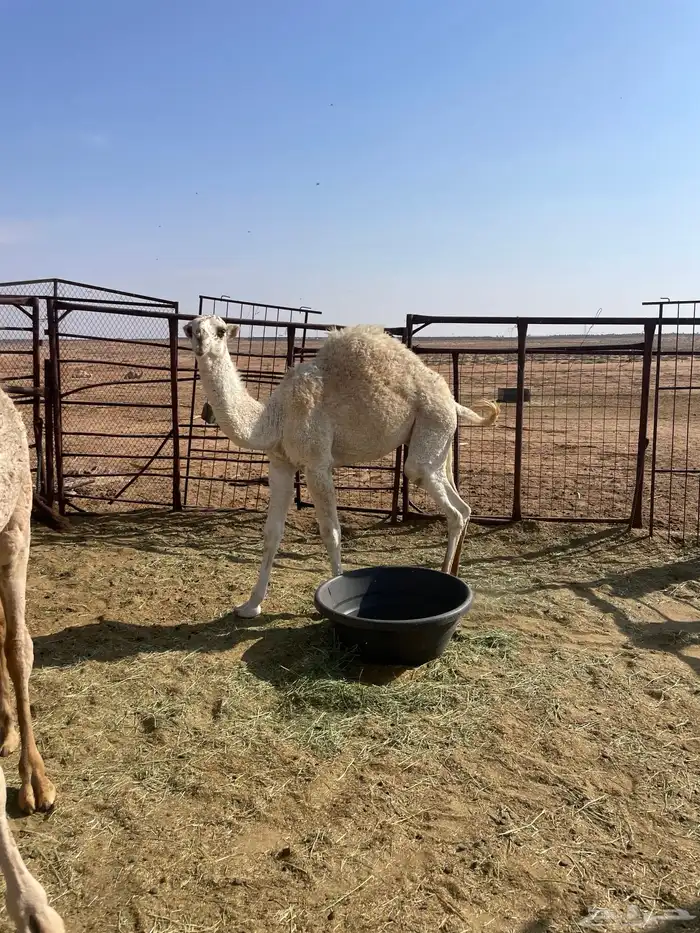 حاشي لباني 0