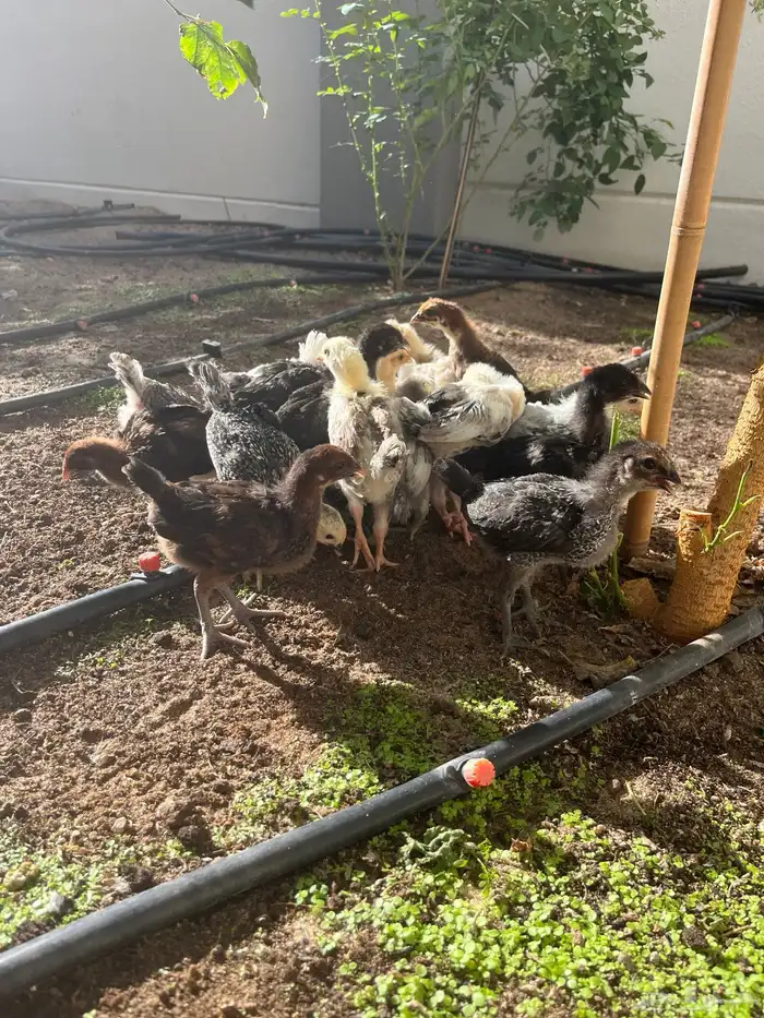 صوص بلدي وفيومي .. تم البيع 1