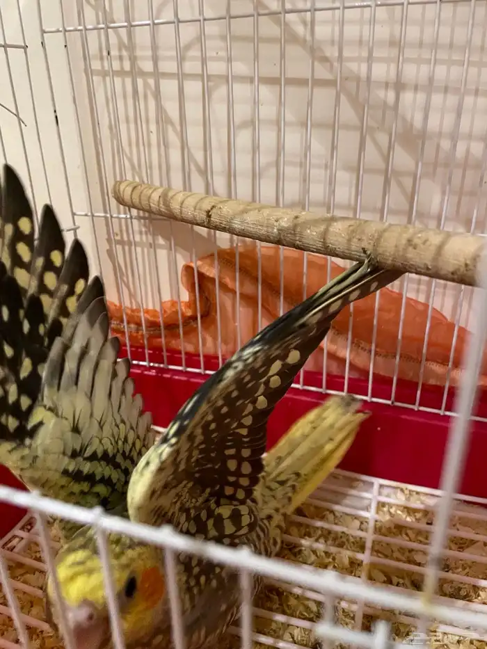 فرخ كروان البف للبيع 2