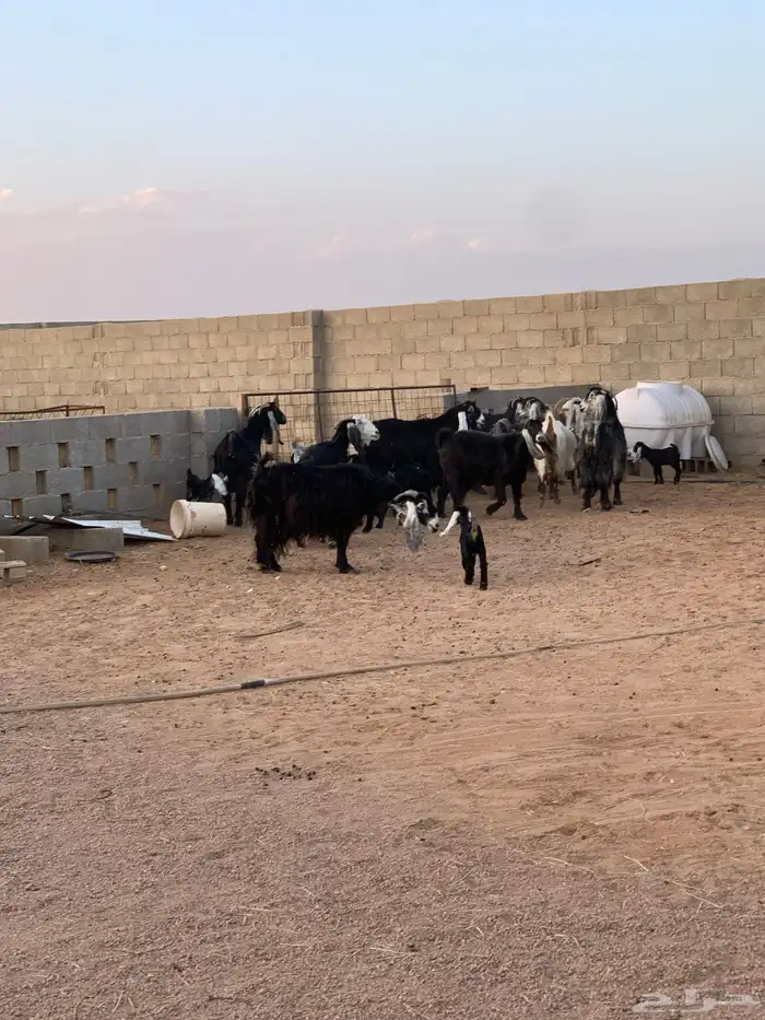 معزاء ولد عدد 10 معها 17 0