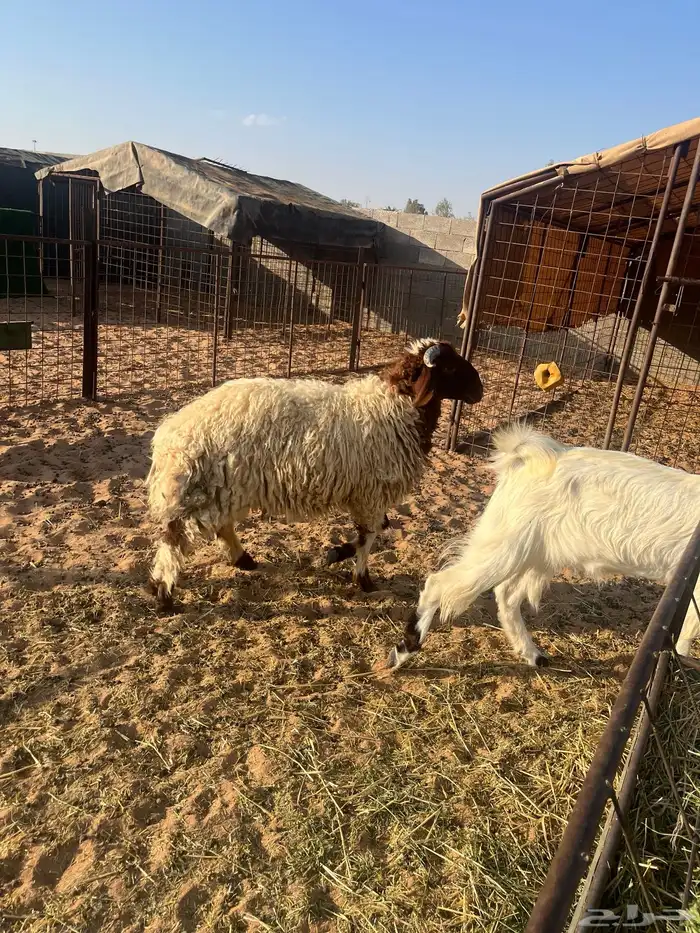 خروف نعيمي 1