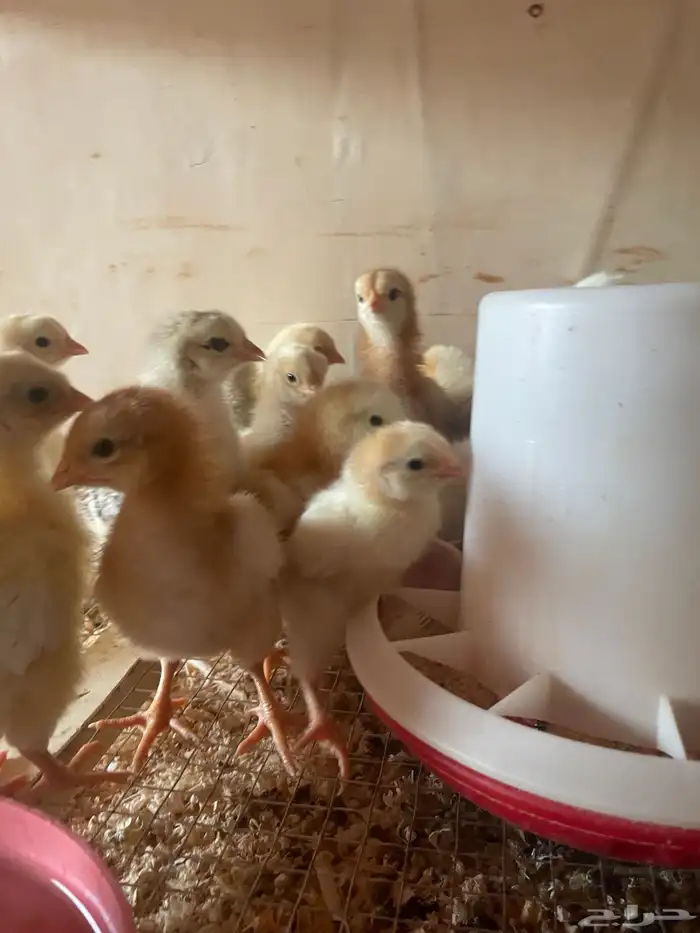 فروخ دجاج بلدي وفيومي 4