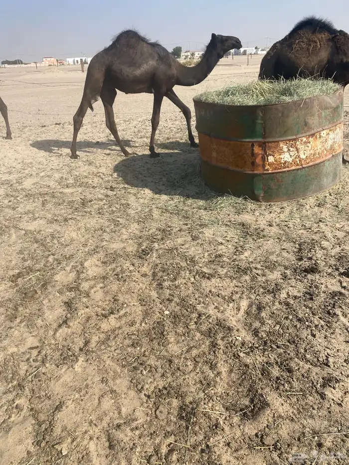 قعدان مجاهيم للبيع 0