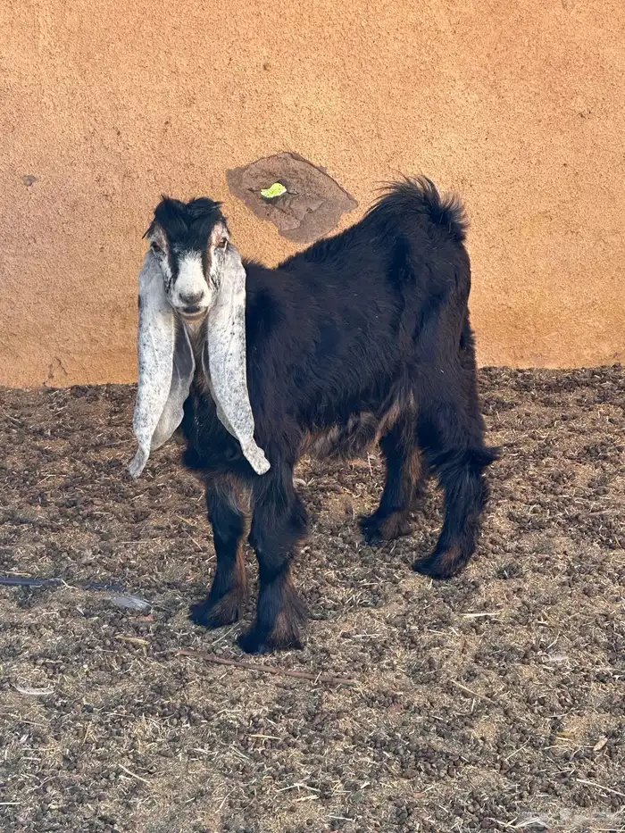 جفره عارضيه للبيع 3