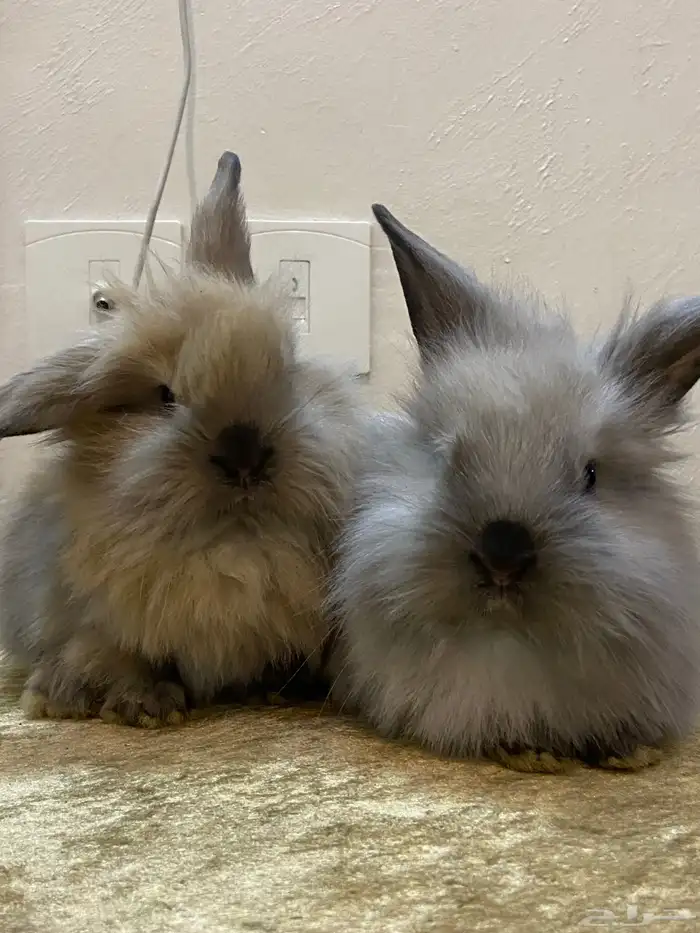 ارنب تيدي بير لوب اليف 5