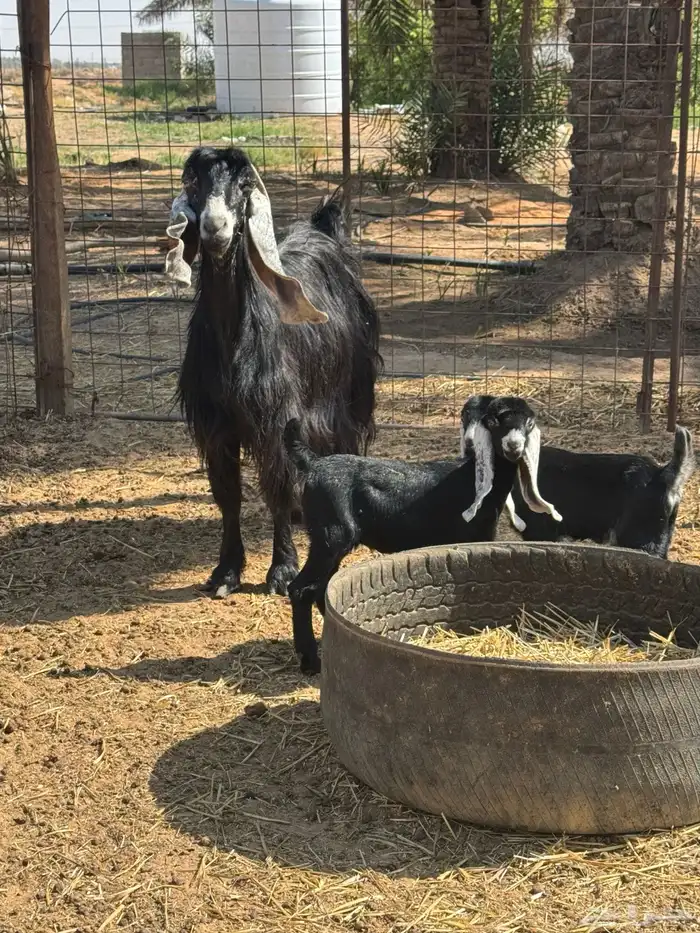 عنز عارضية 1