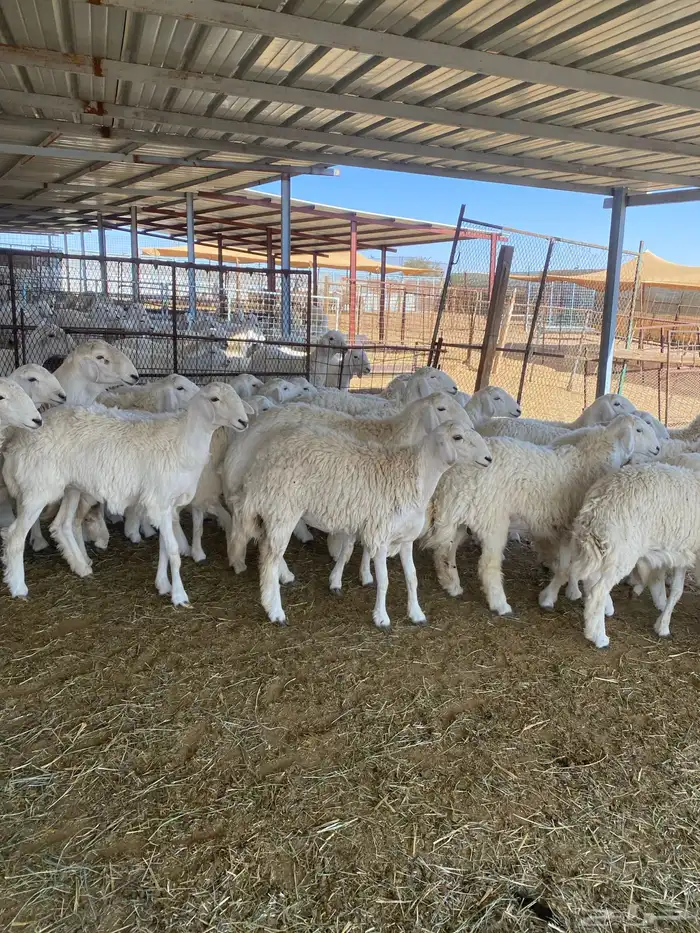 ( رخال جذعات دفيع مشروطة ) 5