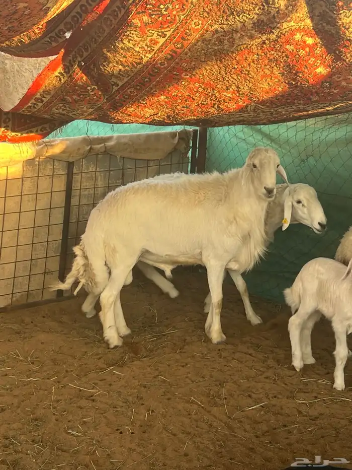 فحلين حريه طيبه جدا 0