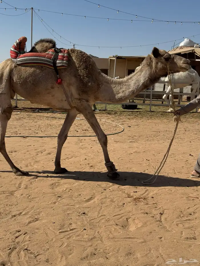 للبيع رحول شرط 0