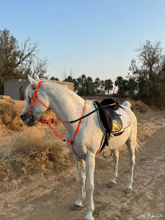 حصان واهو شيخ 5