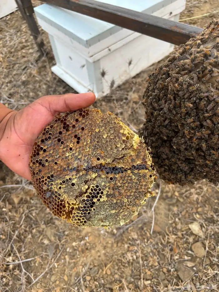 عسل شمع - خزاين وسحايه - 6