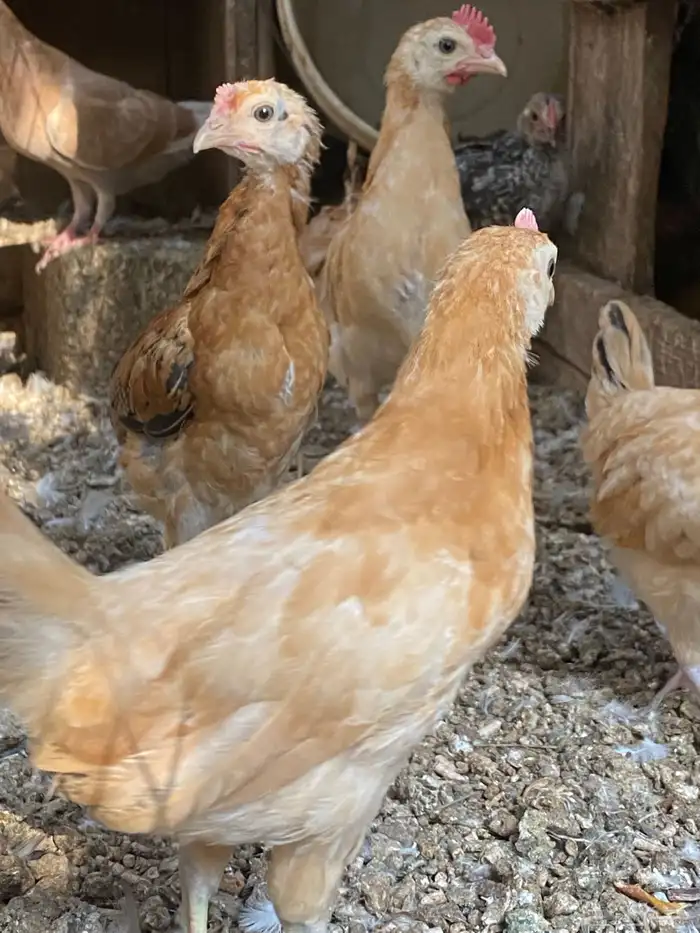 صوص دجاج بلدي 2