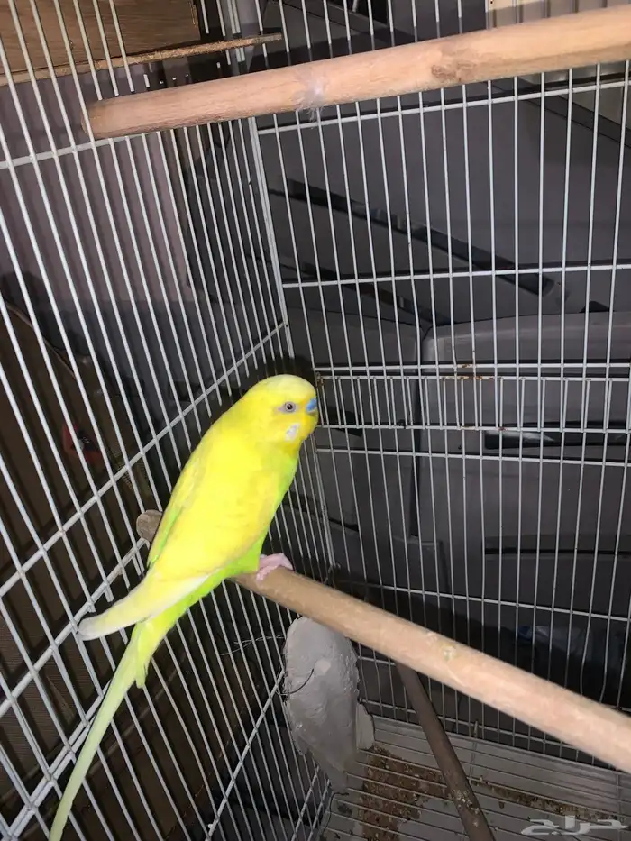 طيور باجي او طيور الحب 1