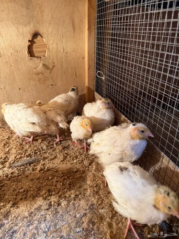 للبيع فري سمان تكساس الامريكي 1