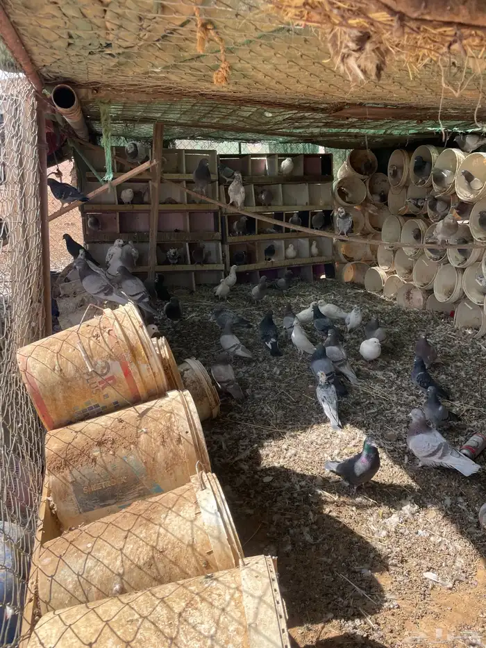 حمام للبيع 0