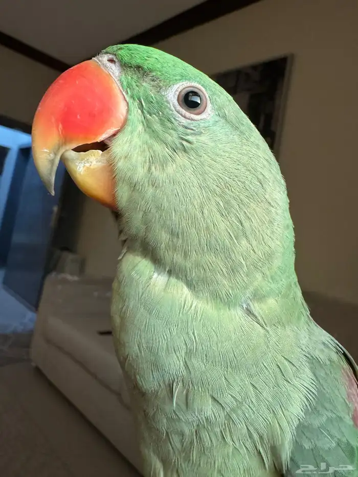 درة نيبالي هدد 1