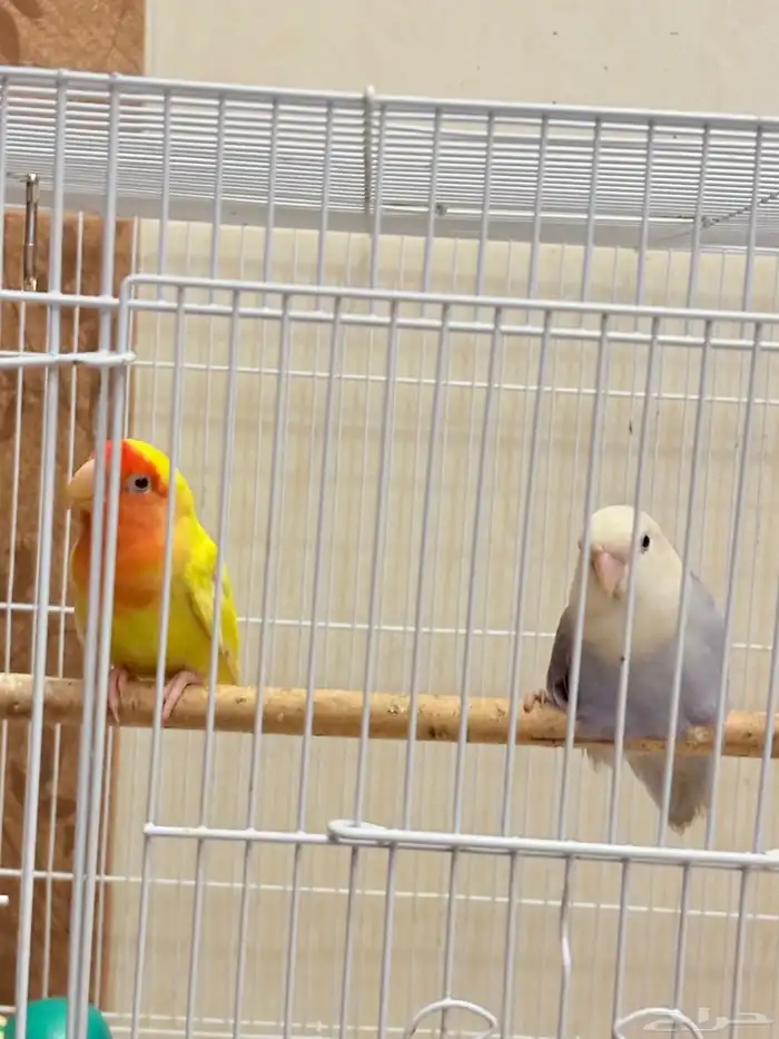 روز ذكر و انثئ 0