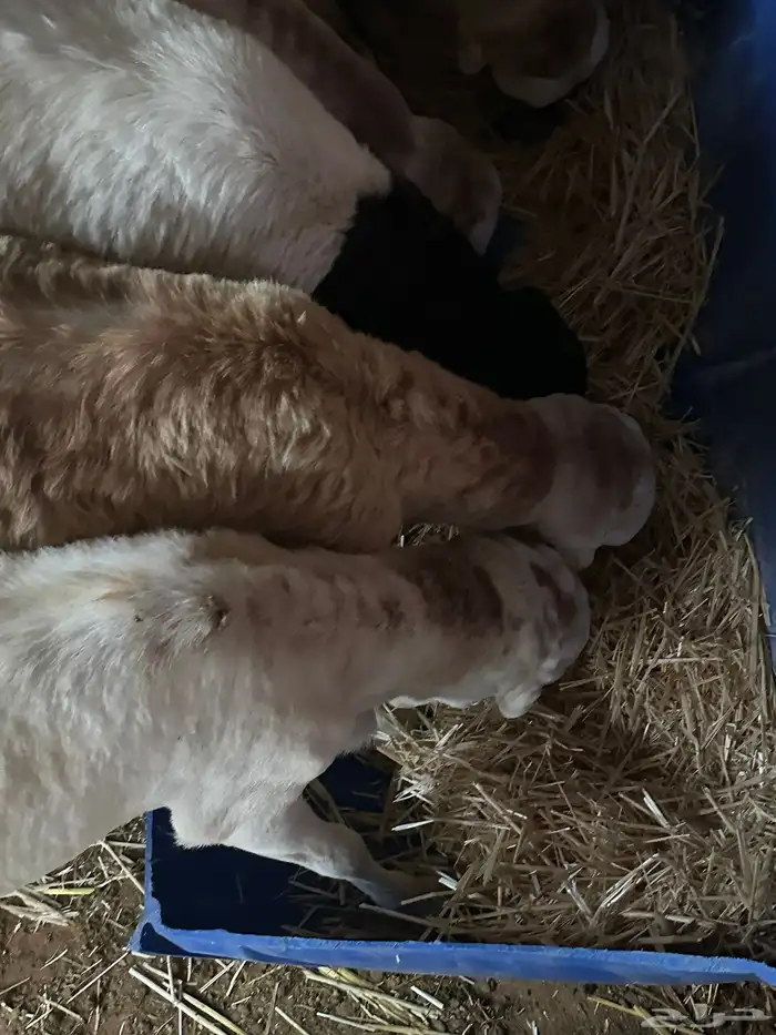 رفيديات جذعان مرآبي 4