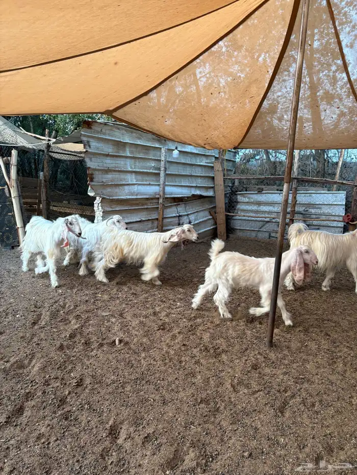 معزا عوارض بيض صنف 6