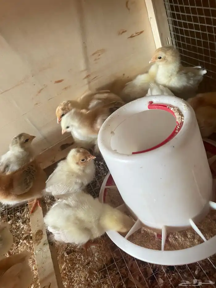 فروخ دجاج بلدي وفيومي 5