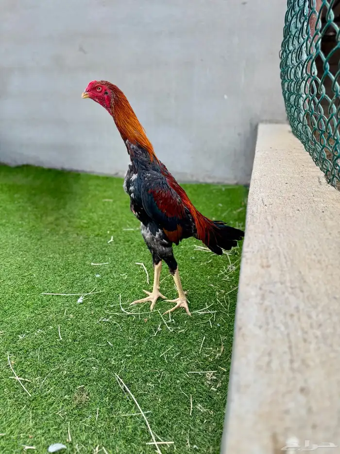 شامو ياباني 3