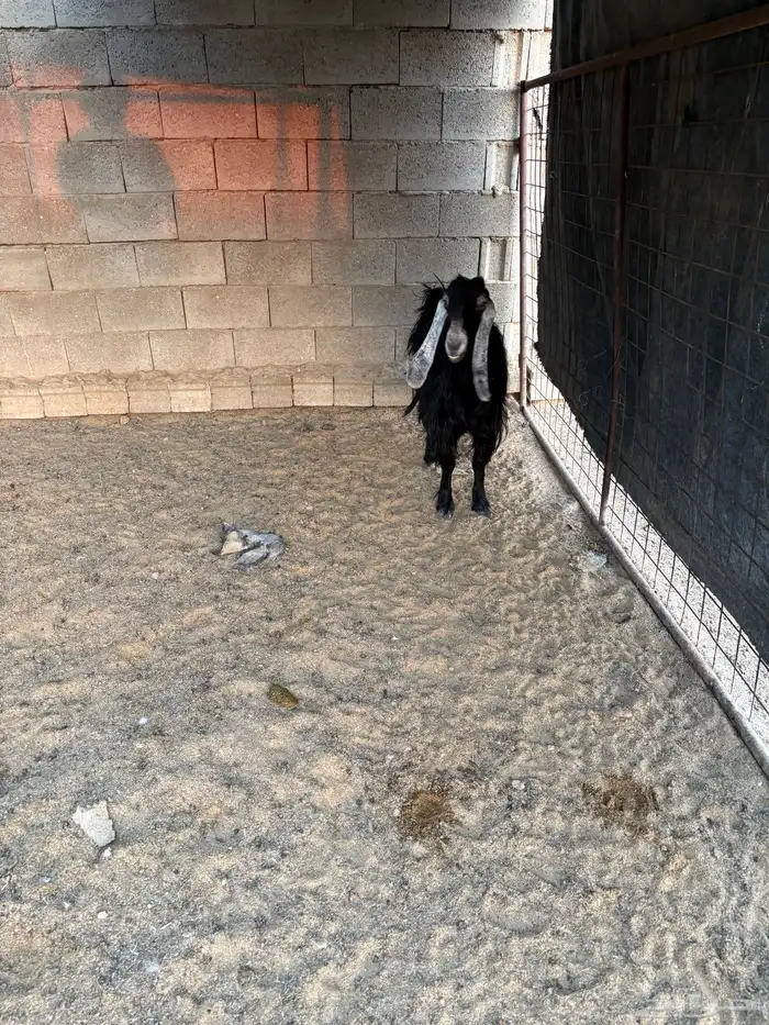 عنز عارضيه 1