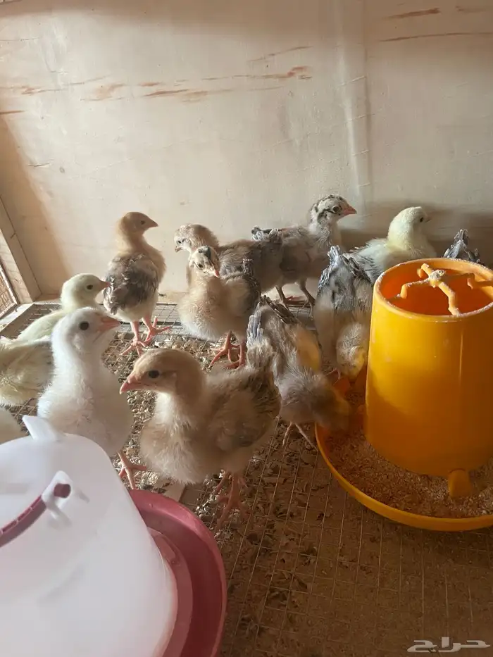 فروخ دجاج بلدي وفيومي 8