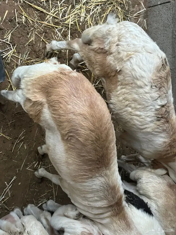 سواكن مرابي عمر 4 شهور 79