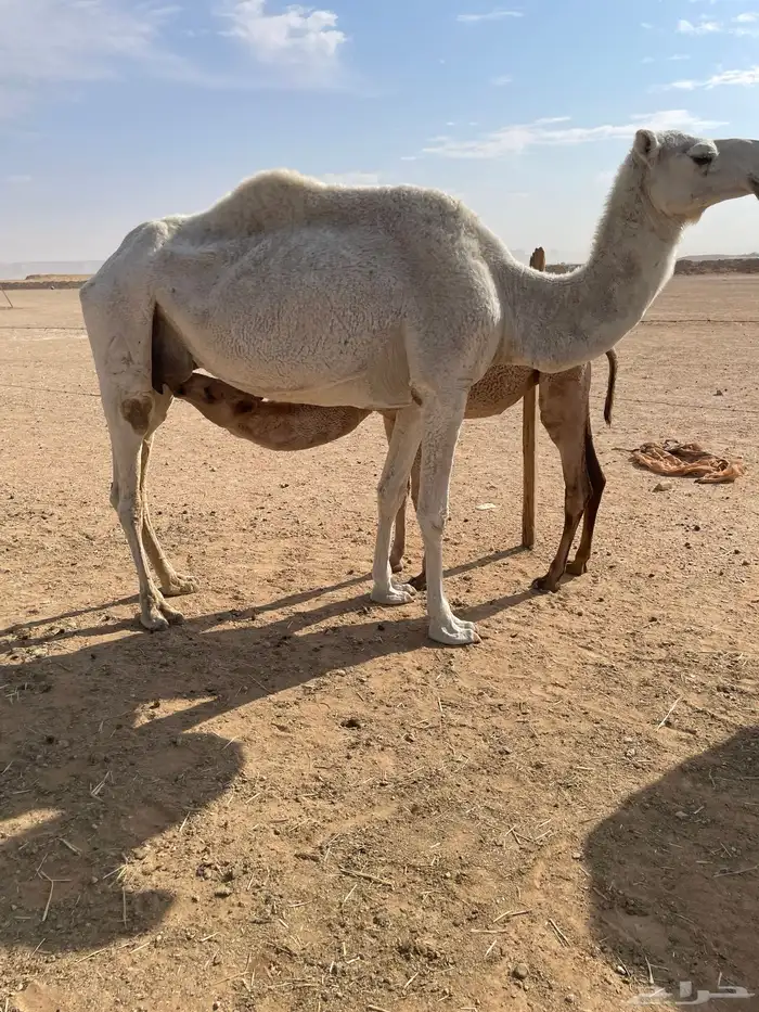 ابل للبيع عشاير البيع بدون عيالها 4