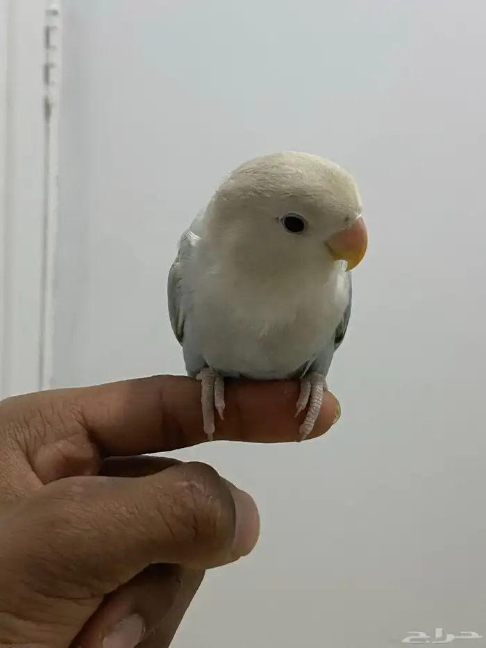 للبيع روز اليف ميعض 0