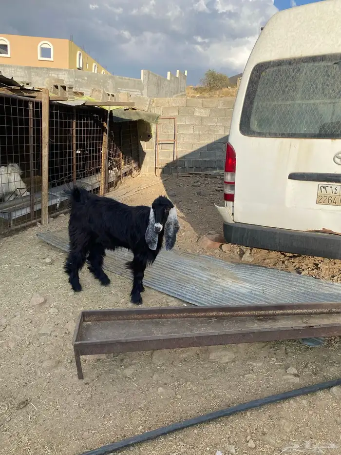 للبيع جفرة عارضيه 6