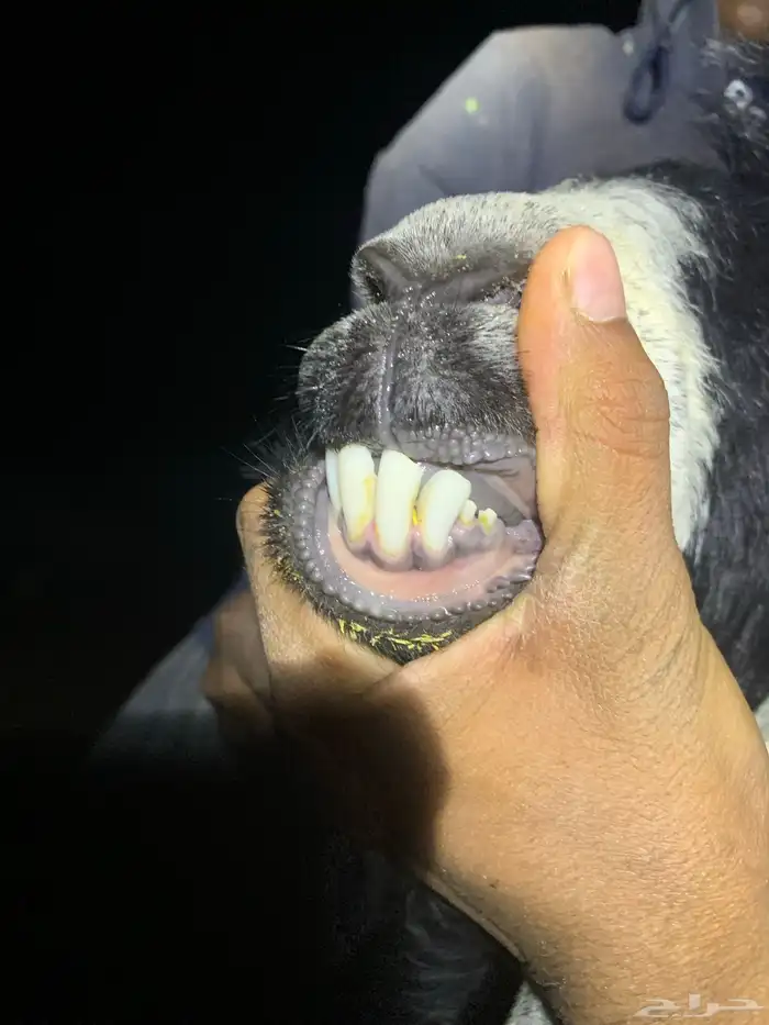 تيس عارضي رباع 4