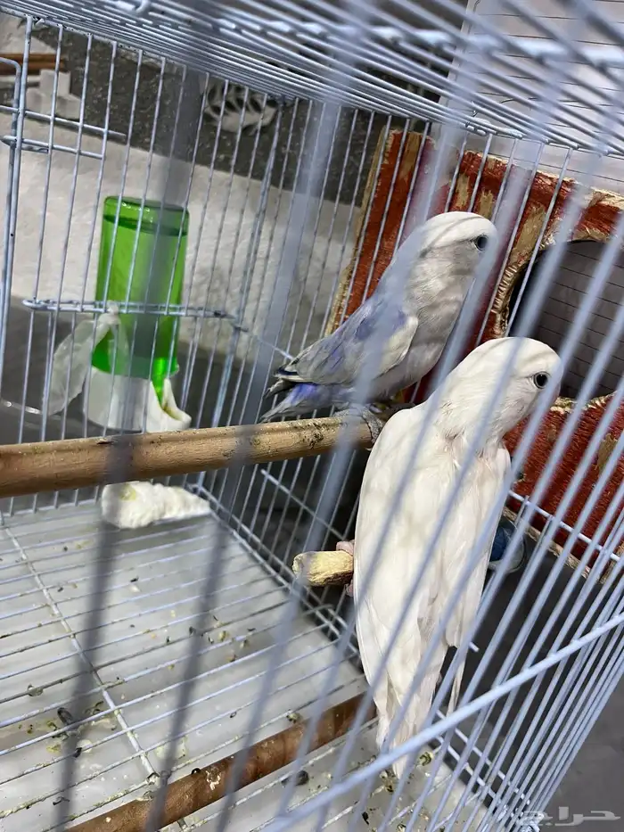 زوج روز سبق لهم الانتاج 3