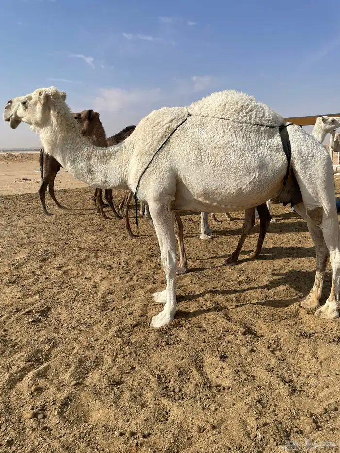 ابل للبيع عشاير البيع بدون عيالها 3