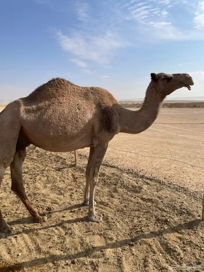 ابل للبيع عشاير البيع بدون عيالها 2