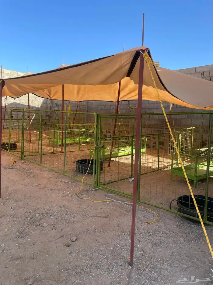 شبوك حضائر اغنام جاهزه للايجار شمال جده 0