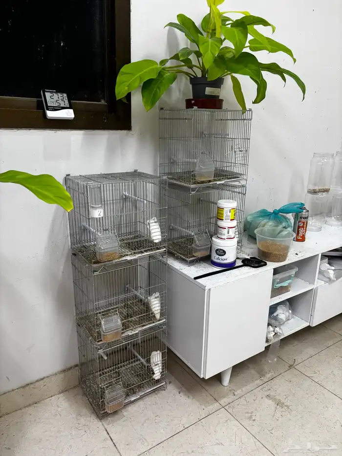 اقفاص كناري فردي للبيع. 0