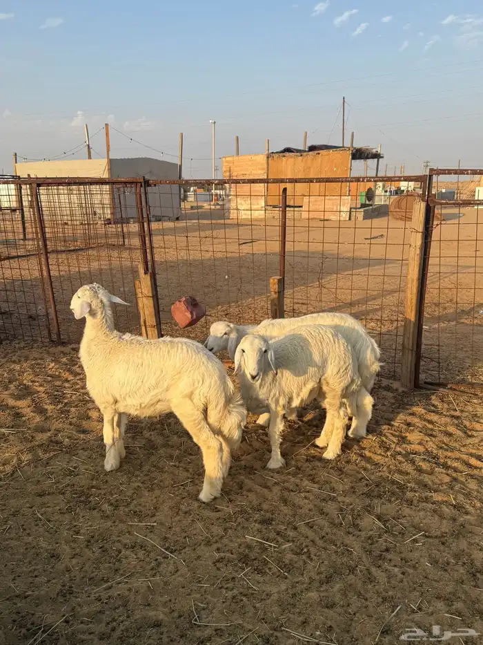 خروفين ورخل طيبات ونظاف 5
