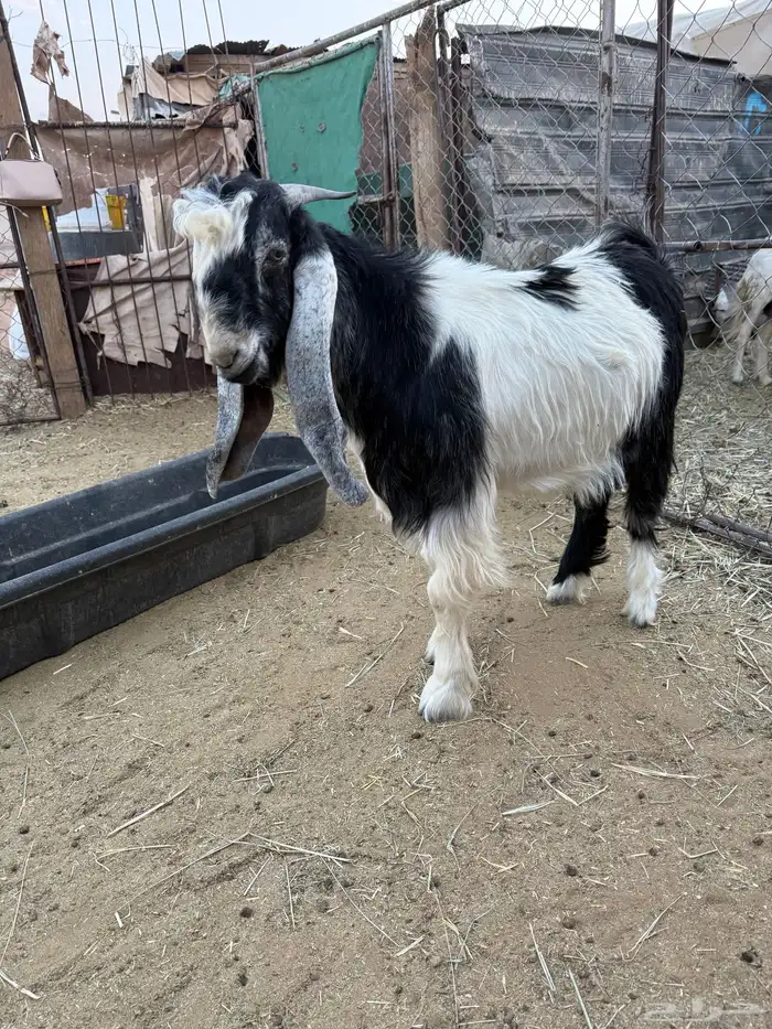 تيس مشروع فحل طيب 2