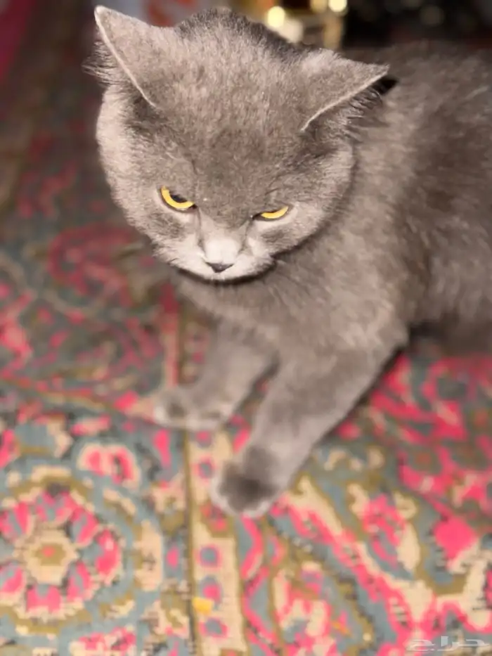 قط بريطاني 0